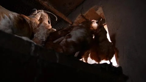 A group of brown hens gathers closely together inside a dim poultry coop 動画素材 343317780