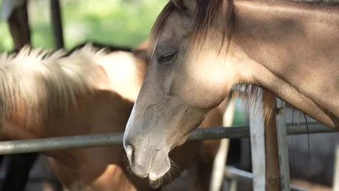 A group of brown horses in a stable Stock Footage 258642110