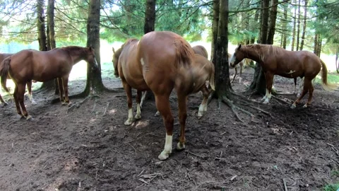 Group of brown horses standing under the trees and wagging their tails sunny day Stock Footage 240132573