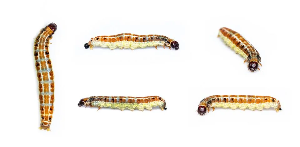 Group of brown pattern caterpillars isolated on white background. Animal. Wor Stock Photos
