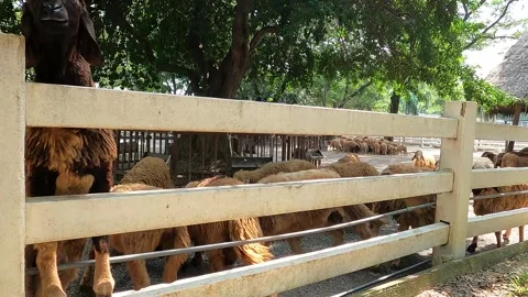 Group of brown sheep are waiting for feeding from tourist in livestock farm Stock Footage 292588369