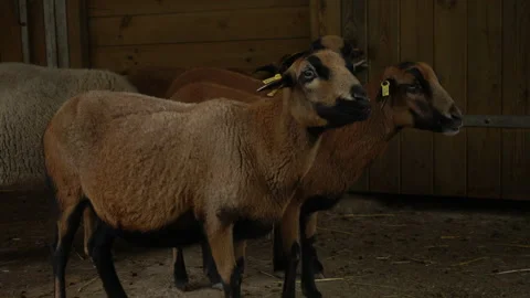 Group of brown sheeps in the farm. Stock Footage 118063234