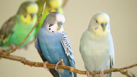 Group of Budgerigars (Melopsittacus undulatus) or Common Parakeet Birds Stock Footage 252881114