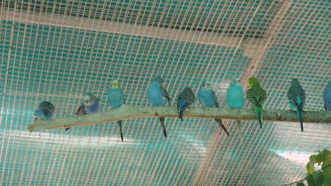A group of budgies of different colors sit on branches and each goes about their Video stock 327214262