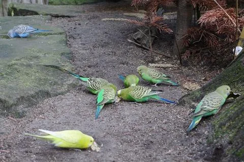 A group of budgies  Stock Photos