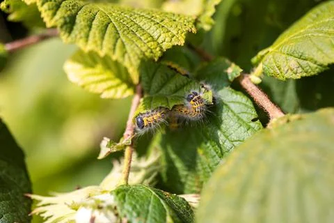 A group of buff-tip caterpillars sitting on a leaf of a hazelnut tree. The in Stock Photos