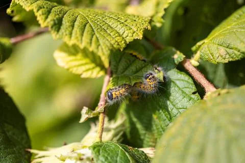 A group of buff-tip caterpillars sitting on a leaf of a hazelnut tree. The in Stock Photos