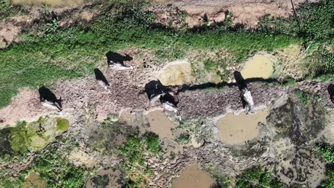 Group of buffalo crossing a muddy river in a lush green landscape Vídeos de archivo 345504635