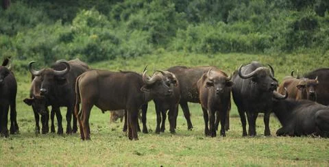 A group of buffalo Stock Photos