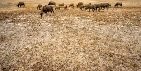 A group of buffalo Stock Photos