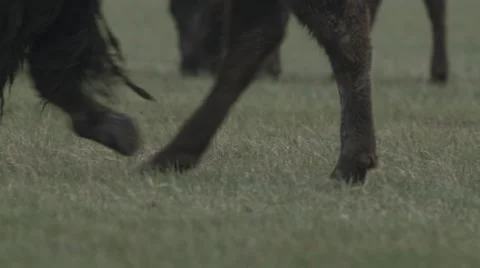 Group of Buffalo of Various Ages Move Along a Meadow in the National Reserve Stock Footage 64066731