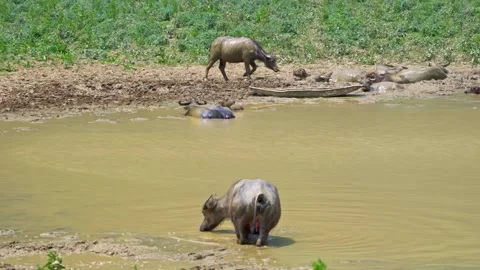 Group of Buffaloes Bathing and Resting by a Pond Stock Footage 344021465