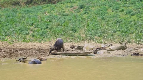Group of Buffaloes Bathing and Resting in River Video stock 344022155