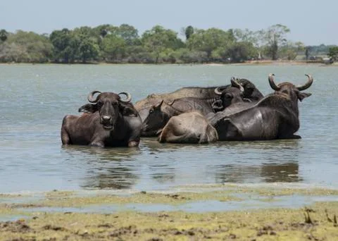 Group of buffaloes in  a lake Stock Photos