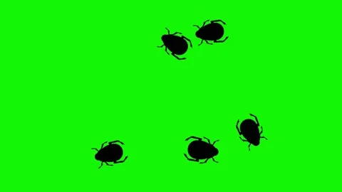 Group of bugs walking animation green sc... | Stock Video | Pond5