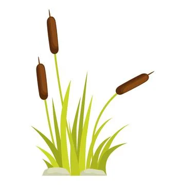 Group of bulrush plants growing on white background Stock Illustration