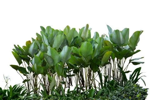 A group of bunch green grass. Isolate on white background Stock Photos