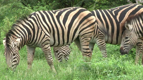 Group of Burchell's Zebra Stock Footage 25004303