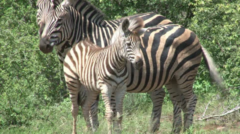 Group of Burchell's Zebra Stock Footage 25888666