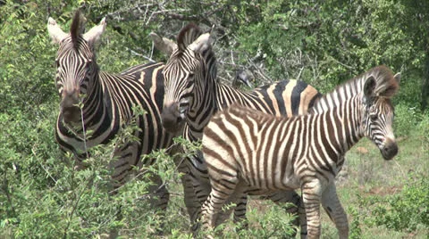 Group of Burchell's Zebra Stock Footage 25889179