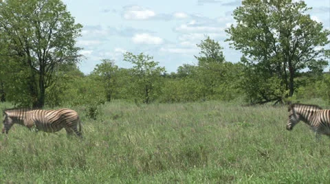 Group of Burchell's Zebra 스톡 동영상 26087945