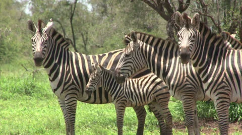 Group of Burchell's Zebra Stock Footage 26088235