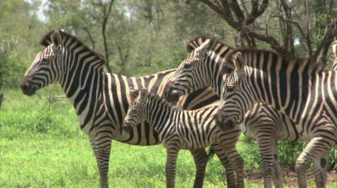 Group of Burchell's Zebra Stock Footage 26088238