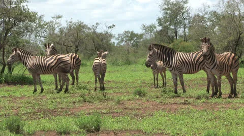 Group of Burchell's Zebra Stock Footage 26089514