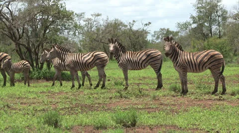 Group of Burchell's Zebra Stock Footage 26090655