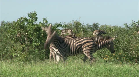 Group of Burchell's Zebra Stock Footage 27105456