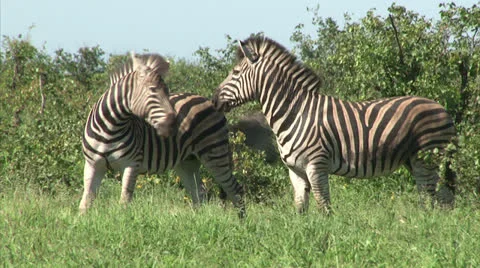 Group of Burchell's Zebra Stock Footage 27105677