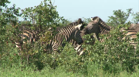 Group of Burchell's Zebra Stock Footage 27108005