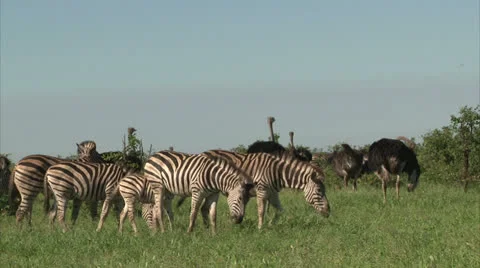 Group of Burchell's Zebra Stock Footage 27108794