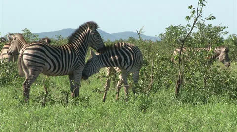 Group of Burchell's Zebra Stock Footage 27109884