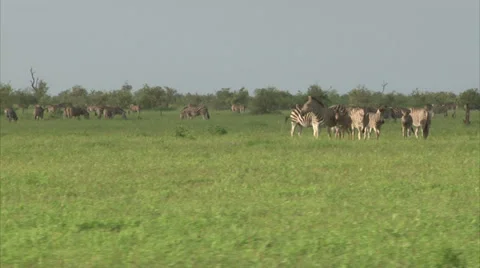 Group of Burchell's Zebra Stock Footage 28504037