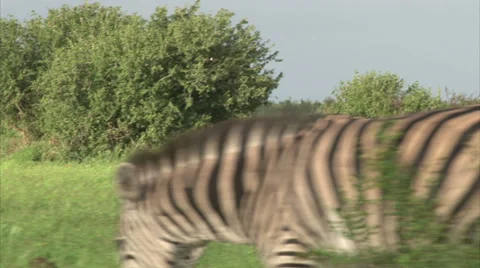 Group of Burchell's Zebra Stock Footage 28504097