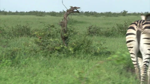 Group of Burchell's Zebra Stock Footage 28508581