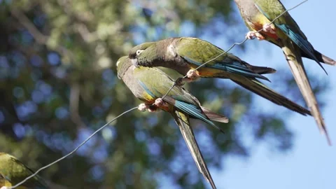 Group of burrowing parrots Stock Footage 333915725