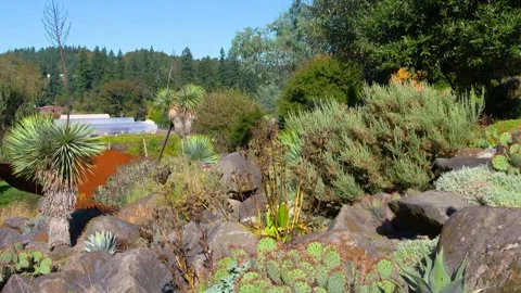 A group of bushes and trees 動画素材 156015475