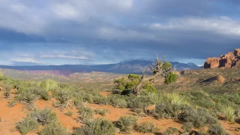 A group of bushes with a mountain in the background Stock Footage 155584437