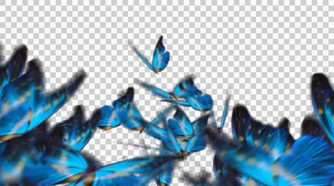 Group Of Butterflies 1 Stock Footage 42316034