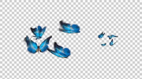 Group Of Butterflies 2 Stock Footage 42315695
