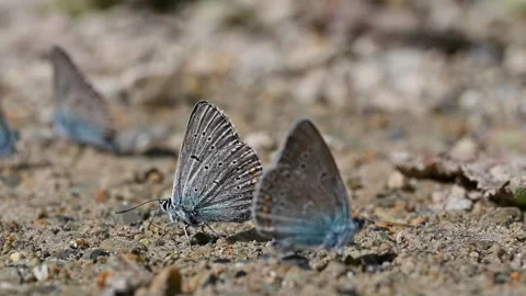 A group of butterflies with beautiful patterns on their wings. 스톡 동영상 271348758