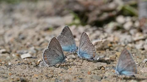 A group of butterflies with beautiful patterns on their wings. Stock Footage 271348851
