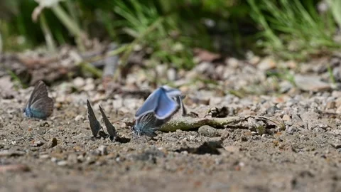 A group of butterflies with beautiful patterns on their wings. 스톡 동영상 271348879