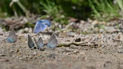 A group of butterflies with beautiful patterns on their wings. Vídeo Stock 271348936