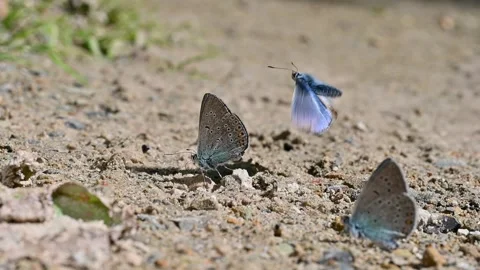 A group of butterflies with beautiful patterns on their wings. Stock Footage 271349448