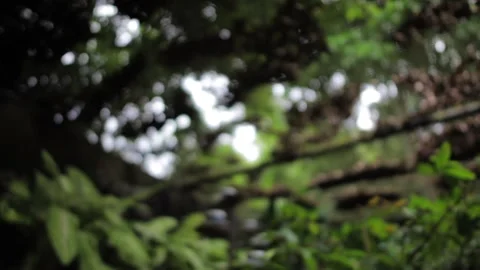 Group of butterflies flying Stock-Footage 138820949