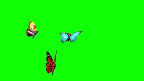 Group of Butterflies Flying Green Screen 3D Rendering Animation Stock Footage