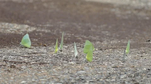 A group of butterflies on ground Stock Footage 54593455